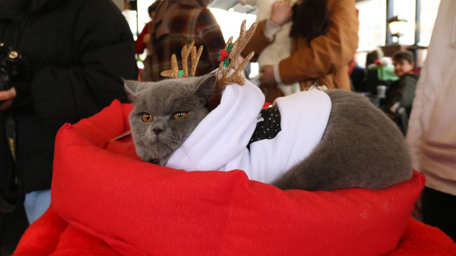 Eskişehir'de kedi güzellik yarışması düzenlendi